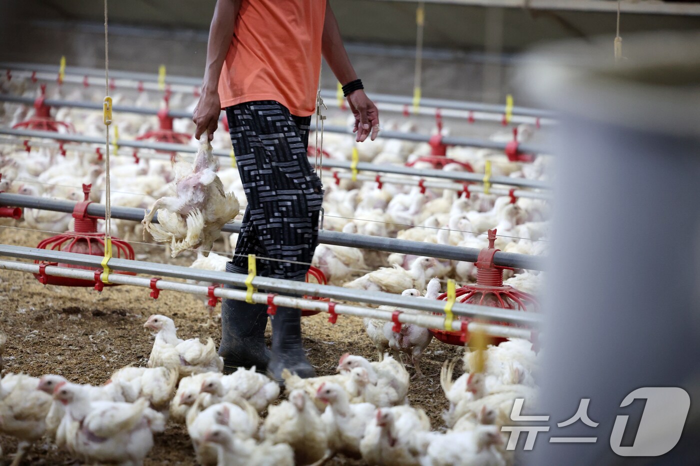 연일 폭염특보가 이어지고 있는 10일 오전 전남 나주시 세지면의 한 양계장에서 직원이 폐사한 닭을 정리하고 있다. 2025.7.10/뉴스1 ⓒ News1 이승현 기자