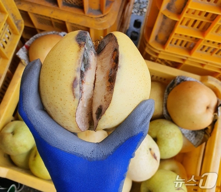 열과 피해가 발생한 배. (울산시농업기술센터 제공. 재판매 및 DB 금지) /뉴스1