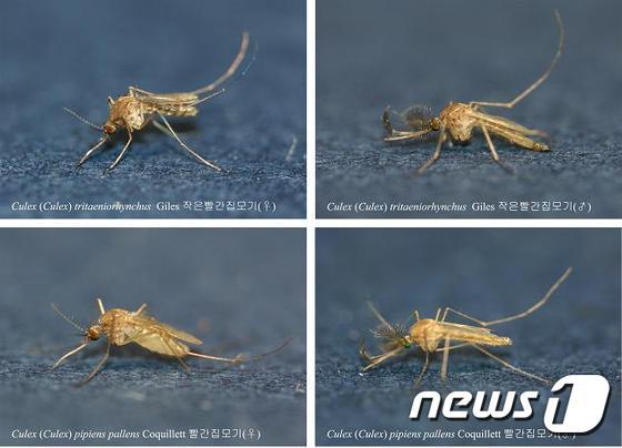 작은빨간집모기. ⓒ News1