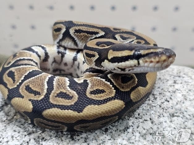 국립공원 야생생물보전원 북부보전센터가 보관 중인 볼파이톤.(원주지방환경청 제공, 재판매 및 DB금지)