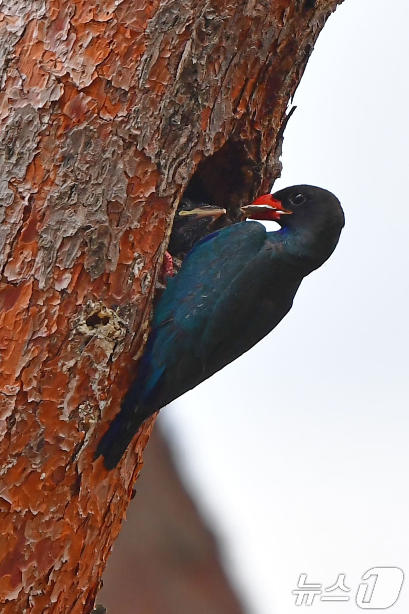 10일 경북 경주시 안강읍에 있는 흥덕왕릉 숲 속 소나무에 둥지를 튼 파랑새가 새끼들에게 먹잇감을 물어다 주고 있다. 2025.7.10/뉴스1 ⓒ News1 최창호 기자