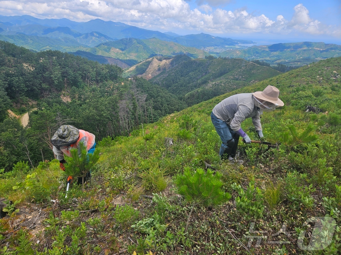 폭염 속 풀베기 작업. ⓒ News1