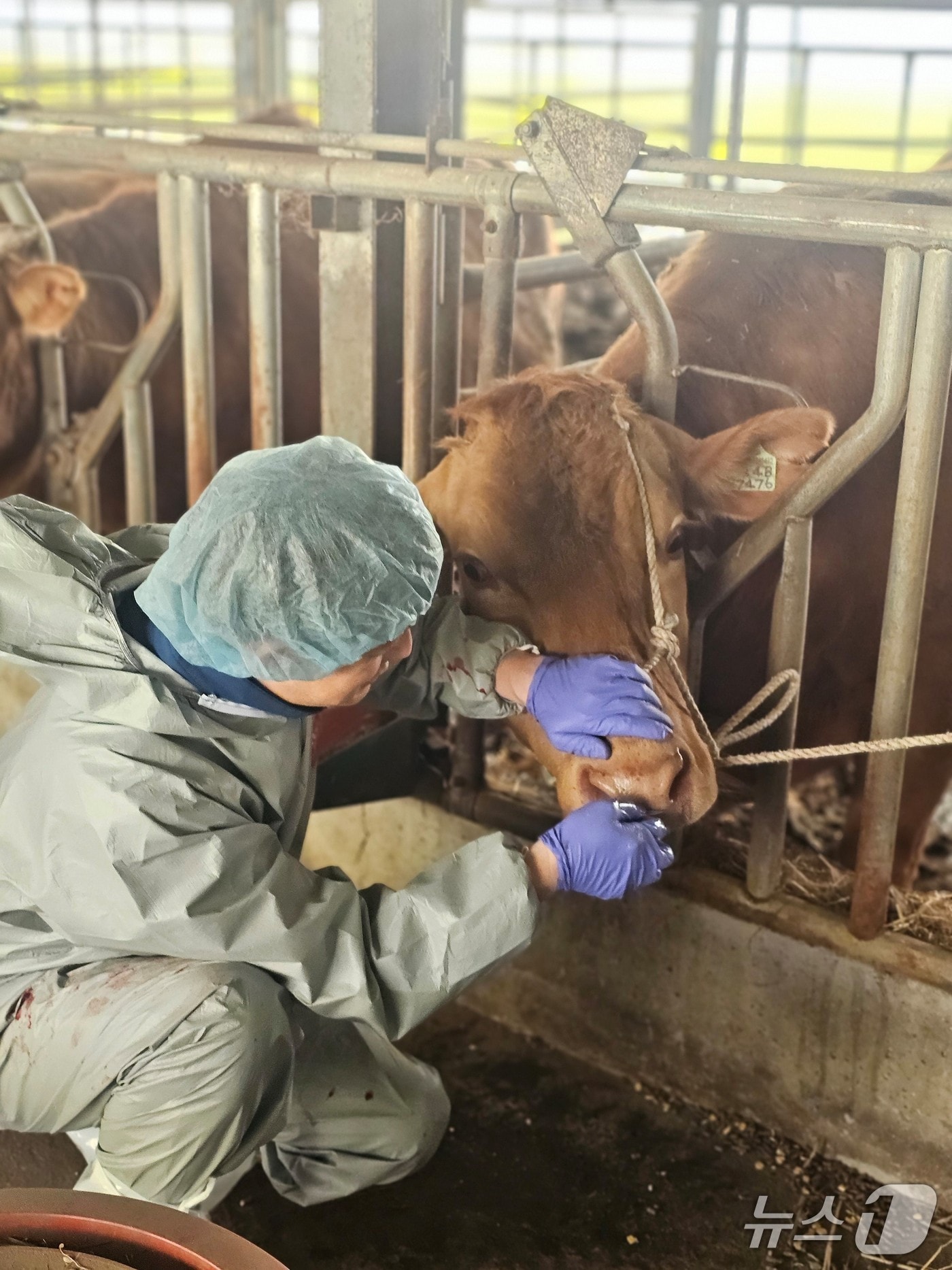 가축질병 의심축 임상관찰.(전남도 제공. 재판매 및 DB금지) 2025.7.11/뉴스1