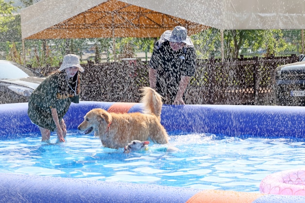 전북 임실군 오수면 ‘오수의견국민여가캠핑장’에서 반려견과 반려인들이 즐거운 시간을 보내고 있다.(임실군제공. 재판매 및 DB금지)2025.7.13/뉴스1 