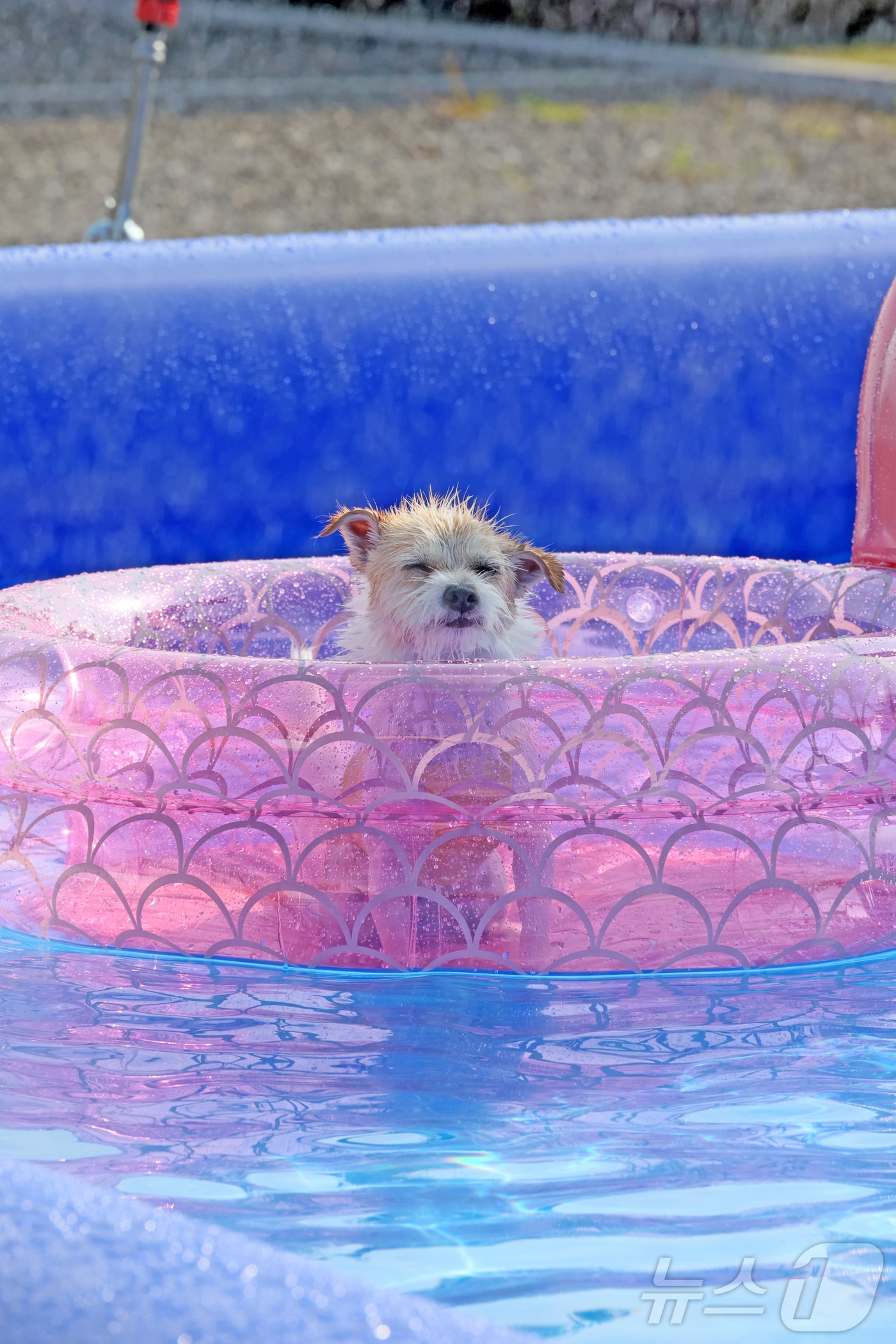 전북 임실군 오수의견국민여가캠핑장에서 한 반려견이 튜프를 타고 주인을 바라보고 있다.(임실군제공. 재판매 및 DB금지)2025.7.13/뉴스1 