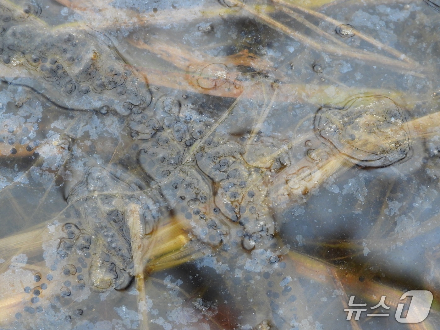 속초 외옹치 소류지에서 관찰된 토종 두꺼비.(속초시 제공, 재판매 및 DB 금지) 2025.7.14/뉴스1