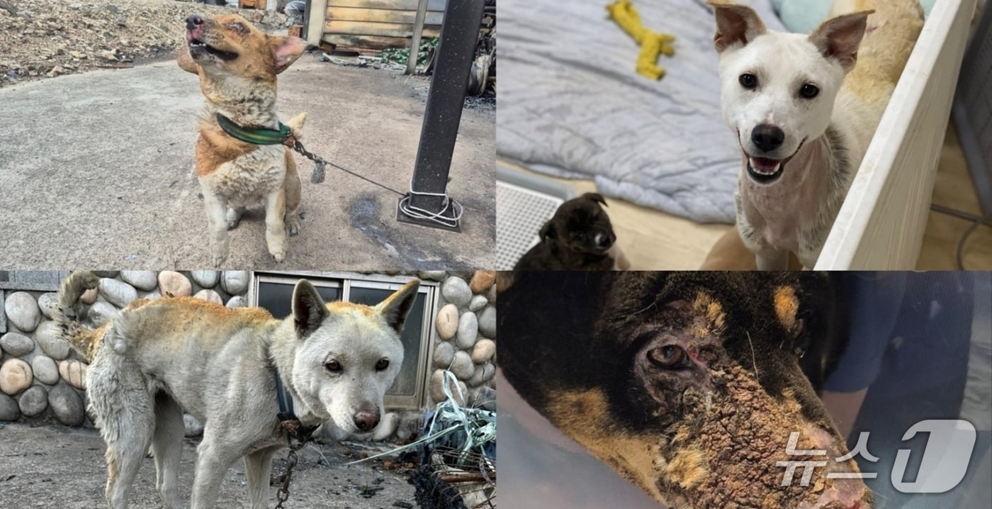 산불로 집 잃은 개들 근황 보니…