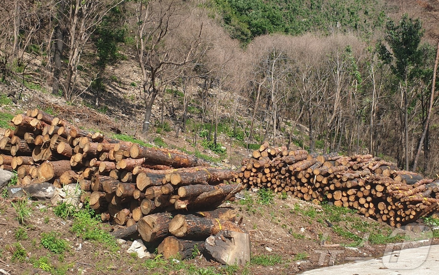 경북도와 산림청이 15일 산불 피해목을 건축재로 활용하는 고부가가치 자원화 사업에 나섰다 ⓒ News1 김대벽기자