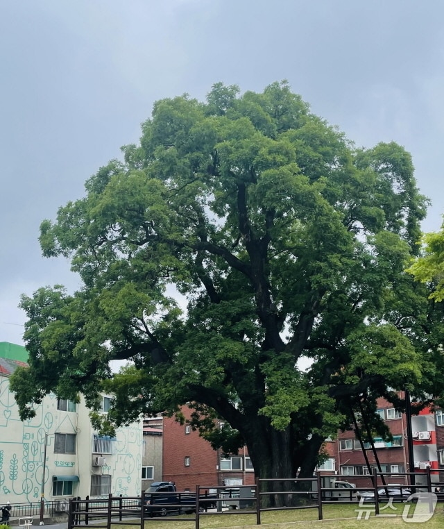 신현동 회화나무(인천 서구 제공.재판매 및 DB금지)