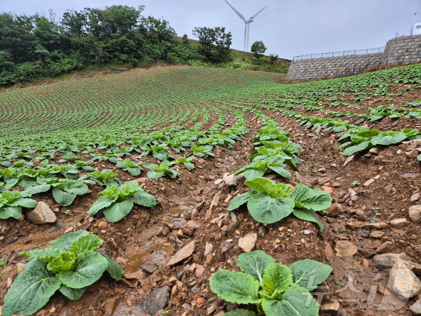 15일 오전 강원 강릉 왕산면 대기4리, '안반데기' 고랭지 밭에 전날 내린 비로 배추잎이 촉촉이 젖어 있다.2025.7.15/뉴스1 ⓒ News1 윤왕근 기자