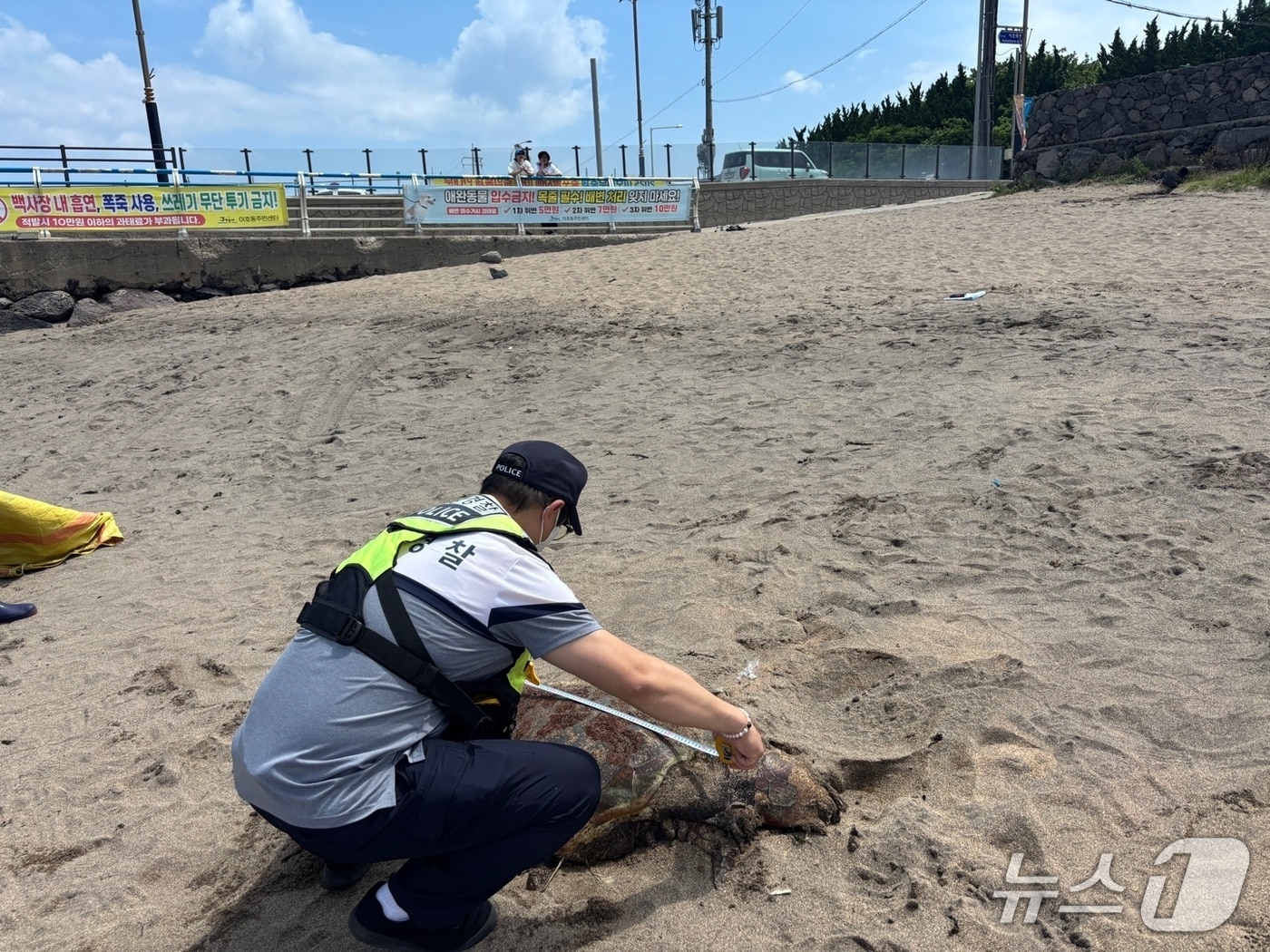 15일 오전 제주시 이호테우해수욕장에서 발견된 푸른바다거북이 사체.(제주해양경찰서 제공. 재판매 및 DB 금지)