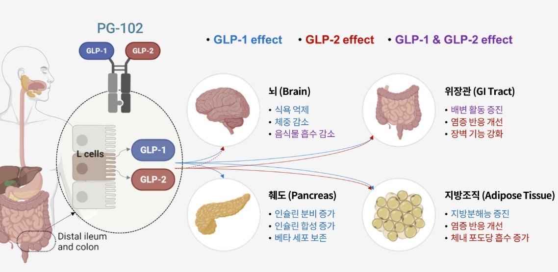 프로젠, 비만·당뇨 신약 'PG-102' 개발 박차...전체 환자모집 완료 - 뉴스 썸네일 이미지