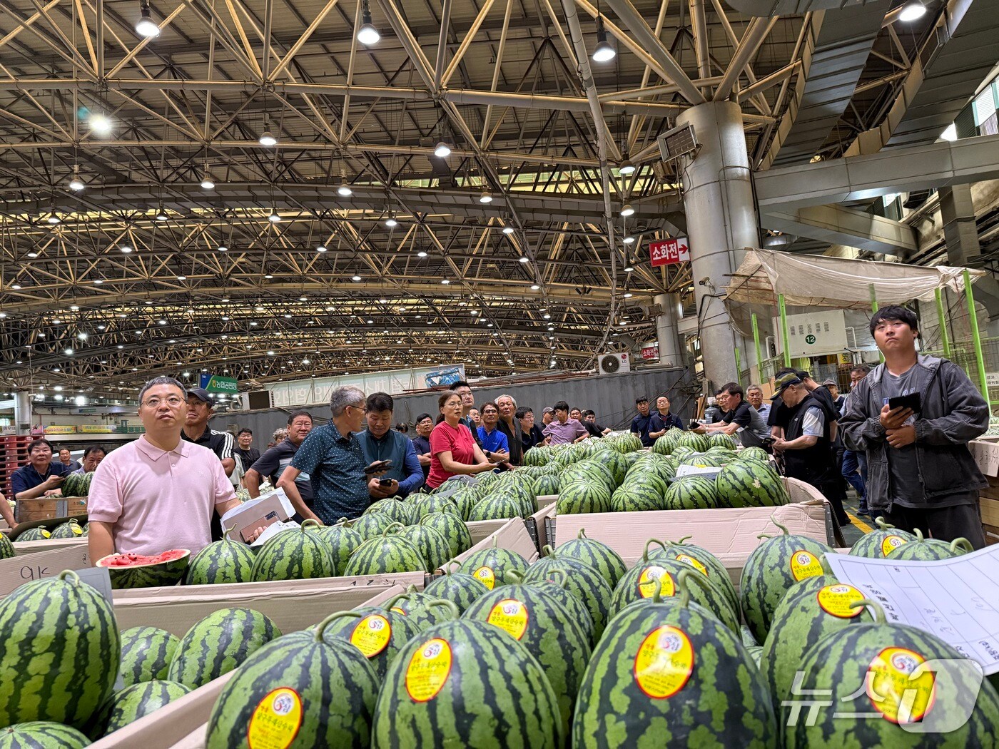 명품 양구수박 출.(양구군 제공. 재판매 및 DB금지)/뉴스1