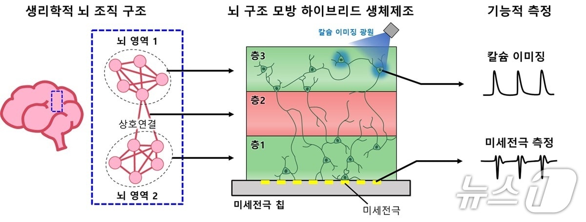 뇌 구조 모방 신경 네트워크 모델 구축과 기능적 측정 기술이 통합된 플랫폼(KAIST 제공) /뉴스1