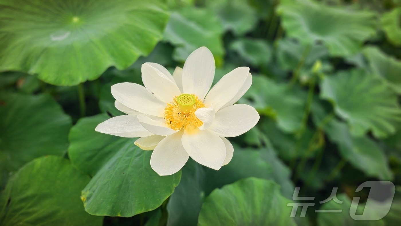 꽃망울 터진 회산백련지 순백 연꽃 (무안군 제공. 재판매 및 DB금지) /뉴스1
