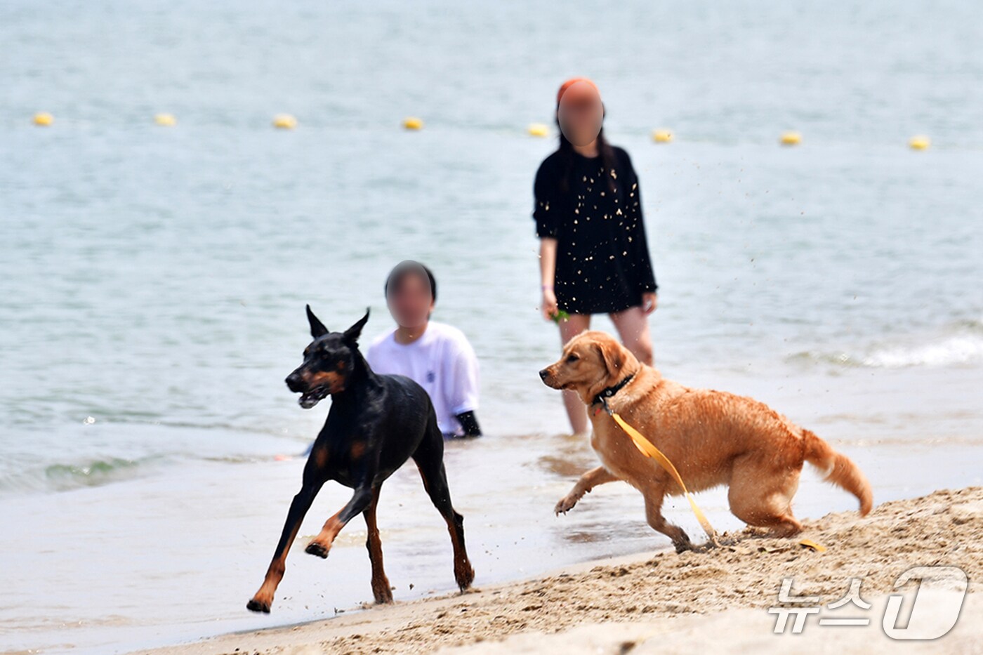 울진군이 기성면 구산해수욕장에 반려견과 함께 해수욕을 즐길 수 있는 펫 비치를 개장한다.(울진군 제공, 재판매 및 DB금지) 2025.7.16/뉴스1