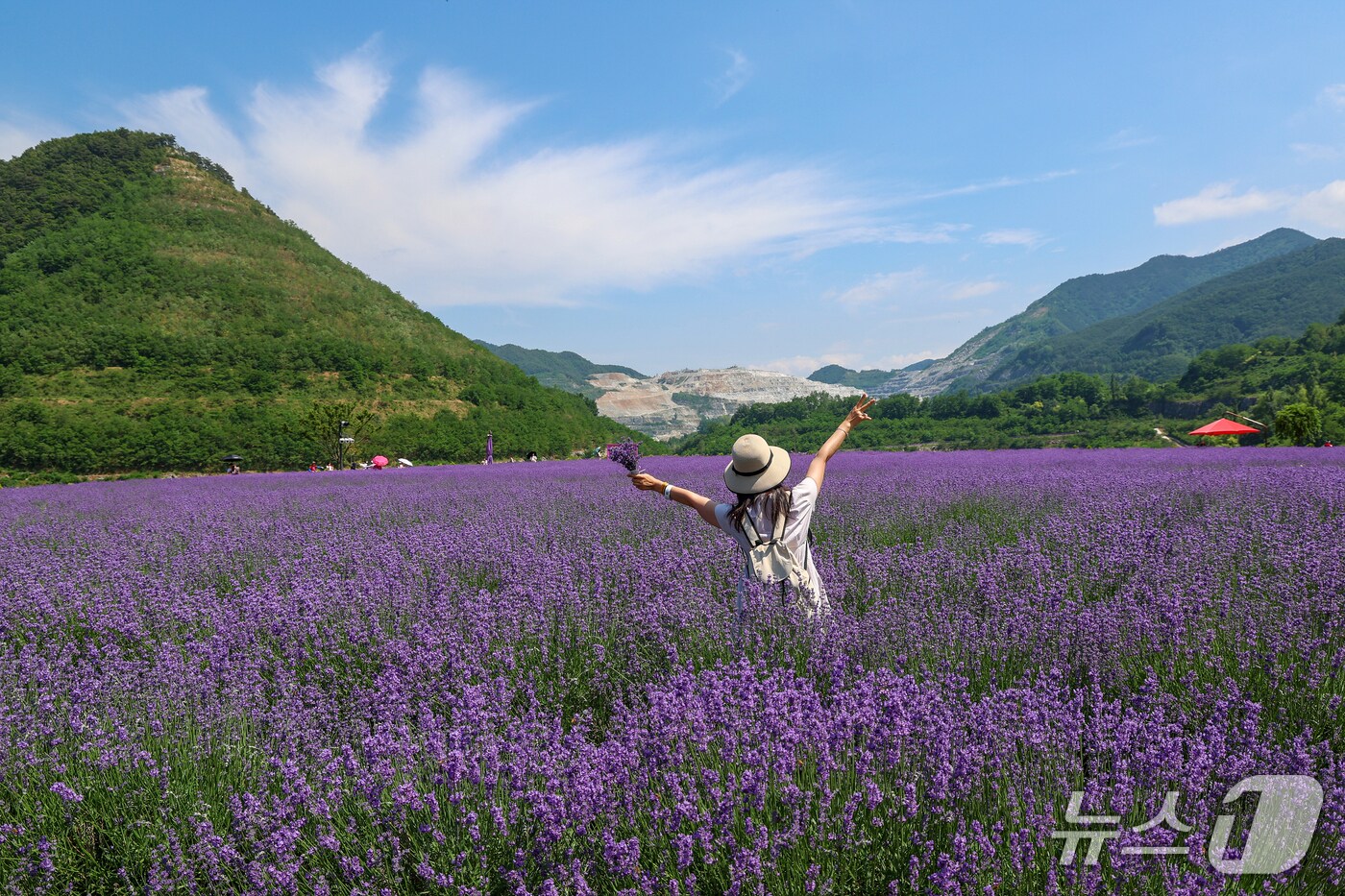 지난달 동해시 무릉별유천지에서 성황리에 열린 라벤더 축제 현장.&#40;동해시 제공, 재판매 및 DB 금지&#41;