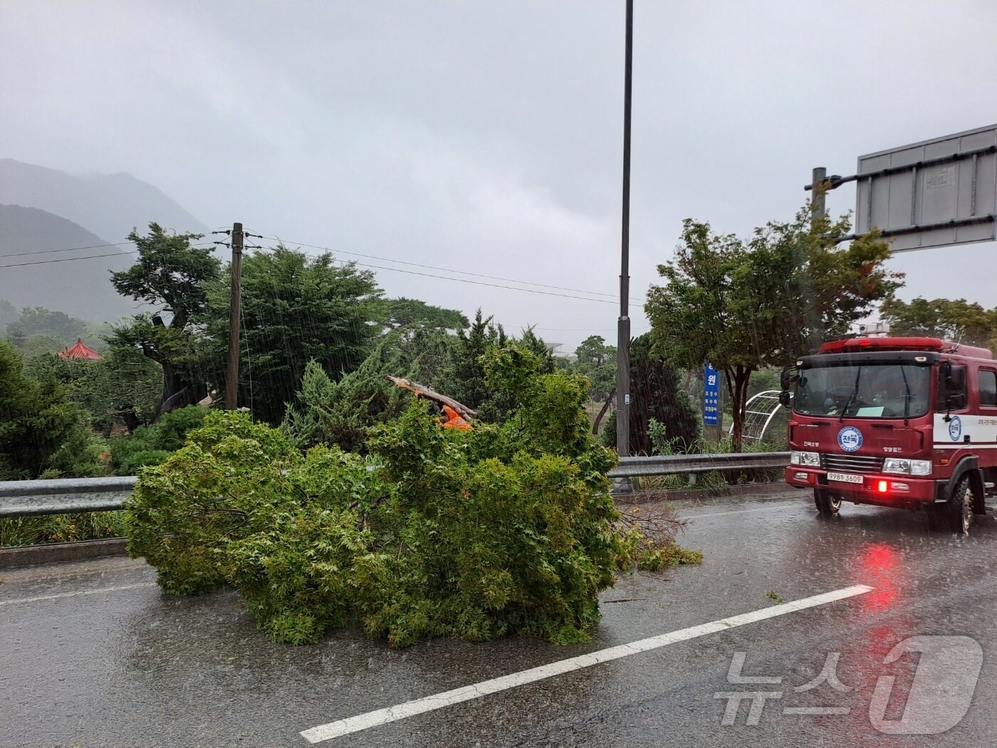 지난 17일 오후 1시 11분께 전북 정읍시 입암면 한 교차로에 가로수가 쓰러져 소방대원이 수목 제거 등 안전조치에 나서고 있다.(전북소방 제공. 재판매 및 DB금지) 2025.7.17/뉴스1 ⓒ News1 장수인 기자