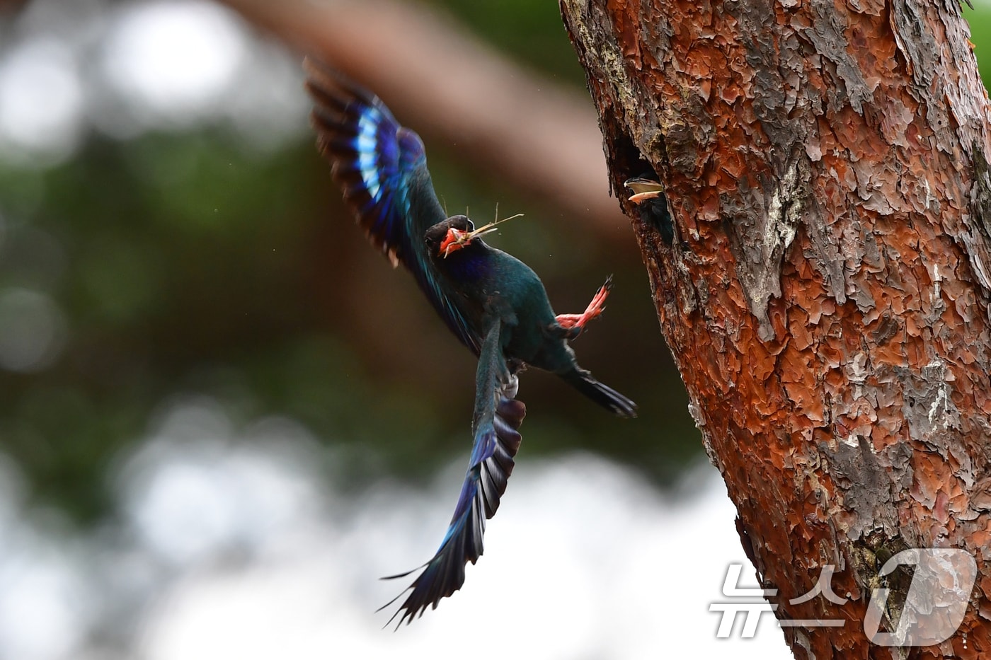18일 경북 경주시 안강읍 흥덕왕릉 숲 소나무에 둥지를 튼 파랑새가 유조들에게 먹잇감을 물어다 주고 있다. 2025.7.18/뉴스1 ⓒ News1 최창호 기자