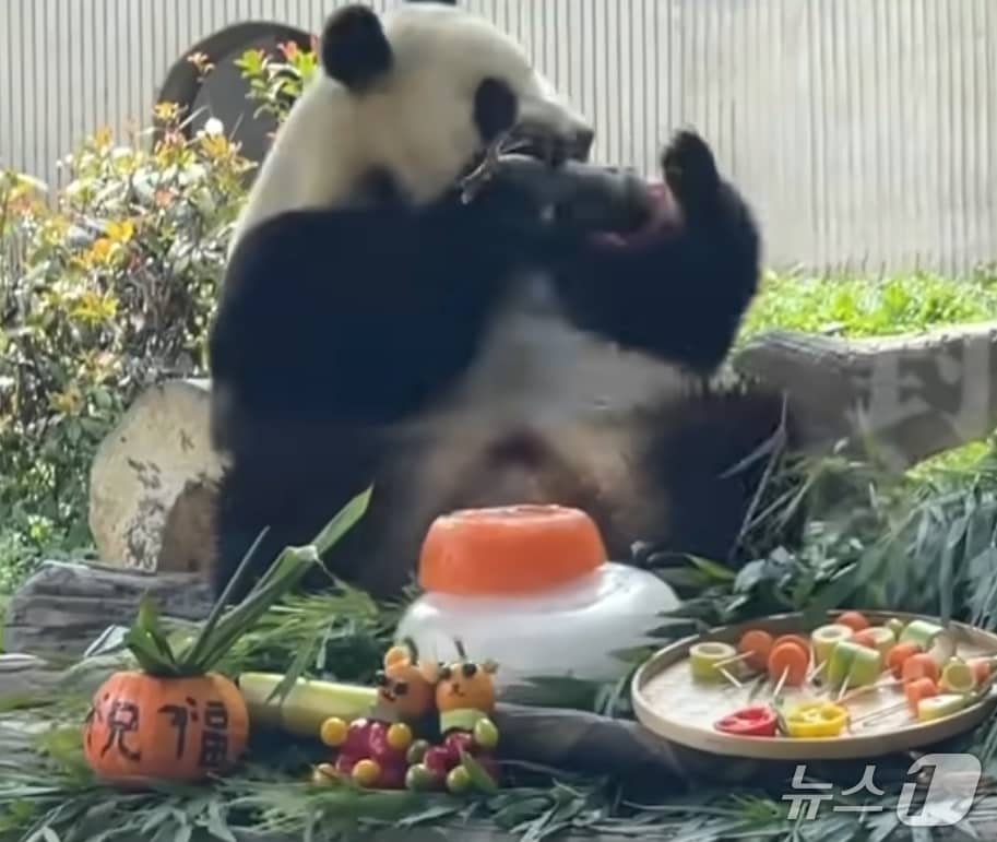 푸바오가 17일 쓰촨성 워룽 선수핑기지에서 생일상을 받았다. (웨이보 갈무리)