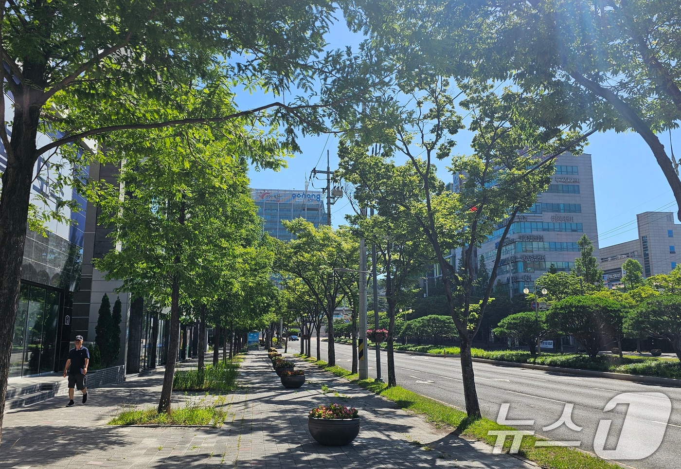 경북 포항시 전역에 폭염경보가 발령된 2일 시민들이 포항시청 앞 도로에 조성된 도심 숲길을 따라 걸으며 잠시나마 더위를 피하고 있다. 2025.7.2/뉴스1 ⓒ News1 최창호 기자