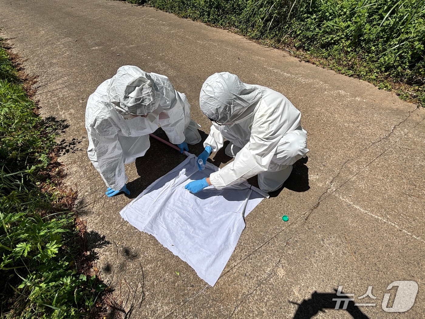  진드기 밀도조사(서귀포시 제공)/뉴스1