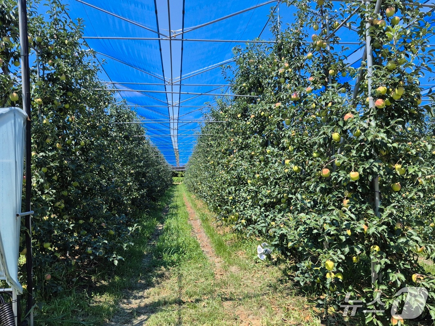 전북 무주군이 총사업비 1억원을 투입해 '햇빛 차단망 보급 시범사업'을 추진하고 있다.(무주군 제공. 재판매 및 DB금지)