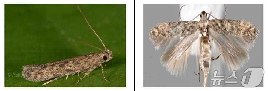 토마토뿔나방 성충.(부산시 제공. 재판매 및 DB 금지)