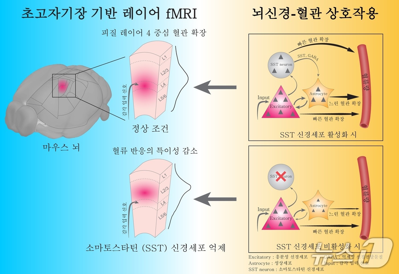 IBS, 뇌 혈류 조절 메커니즘 새로운 시각 제시 성과 - 뉴스1