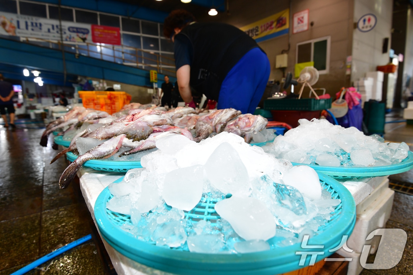 22일 오전 경북 포항시 죽도어시장에서 한 상인이 좌판의 바구니에 얼음을 잔득 올려놨다. 2025.7.22/뉴스1 ⓒ News1 최창호 기자