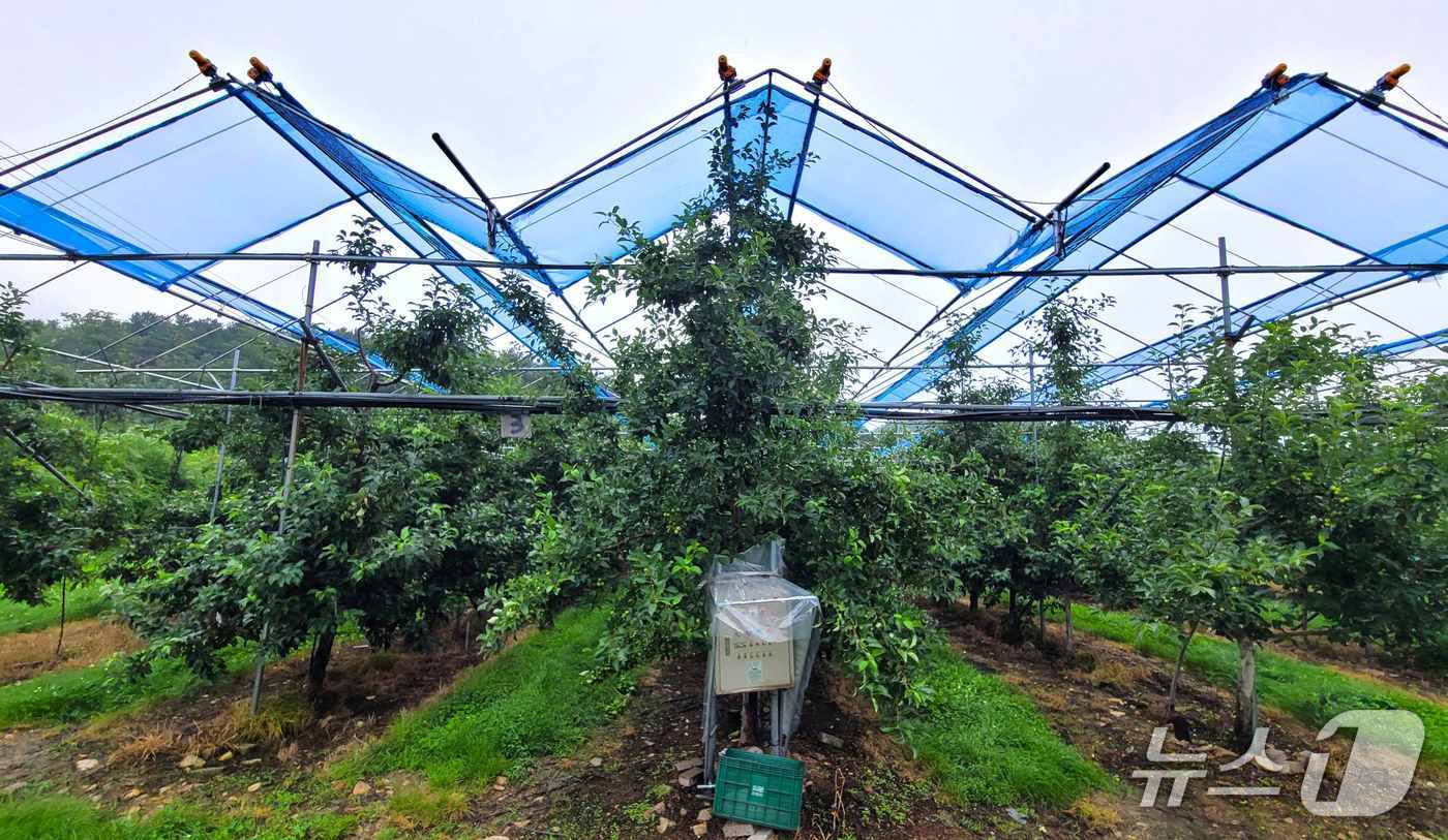 과수농가에 설치된 차광막. (경기도농업기술원 제공, 재판매 및 DB금지)