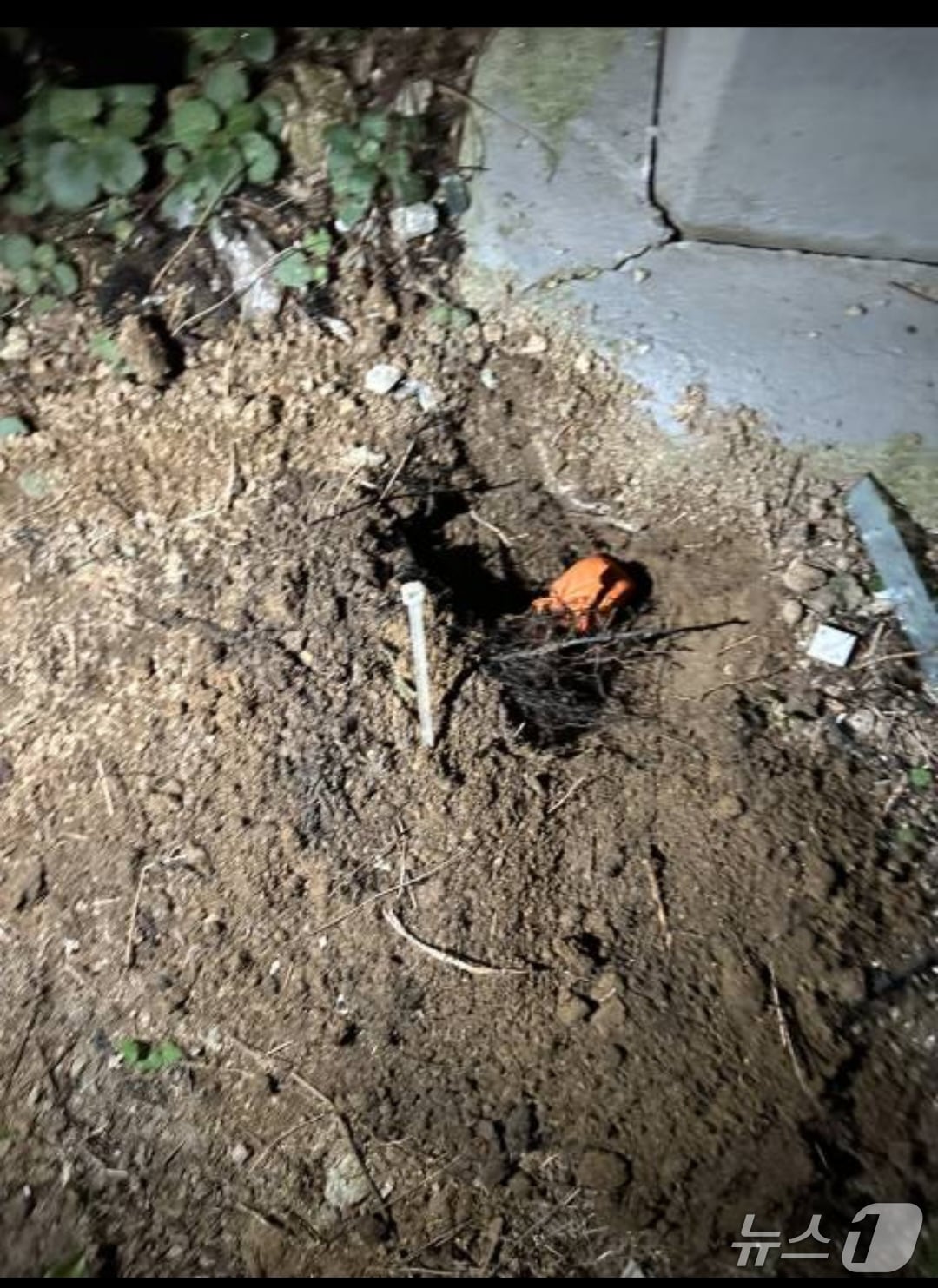 아파트 화단에 은닉한 마약(경북경찰청 제공. 재판매 및 DB 금지)2025.7.23/뉴스1
