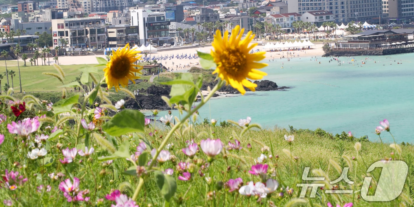 제주도 북부·남부·동부·서부·북부중산간에 폭염주의보가 내려진 23일 오전 제주시 조천읍 서우봉에 해바라기와 함께 때이른 코스모스가 펴 시선을 끌고 있다. 2025.7.23/뉴스1 ⓒ News1 오현지 기자