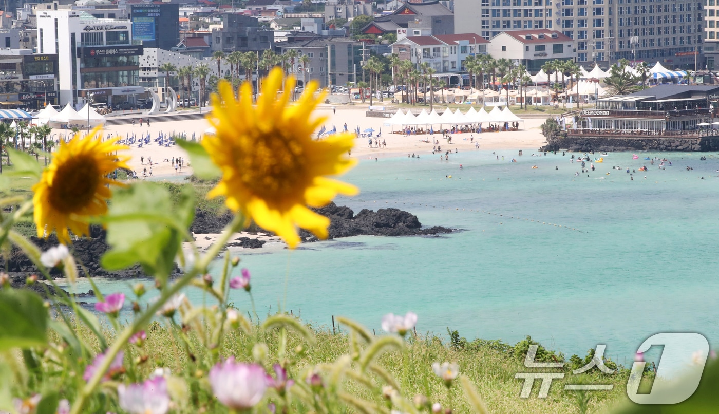 제주시 조천읍 서우봉에 해바라기와 함께 때이른 코스모스가 펴 시선을 끌고 있다. 2025.7.23/뉴스1 ⓒ News1 오현지 기자