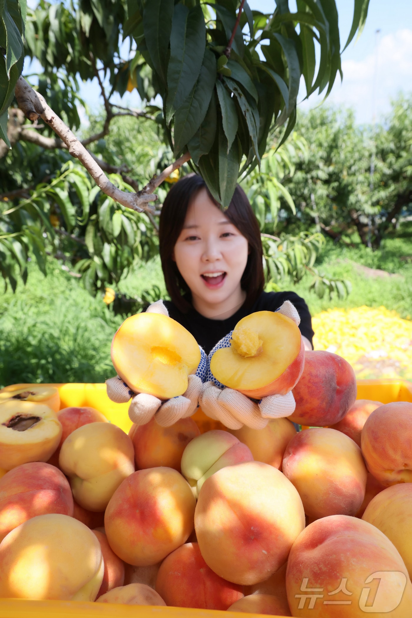 23일 전북 임실군조합공동사업법인 복숭아 공선회가 임실N복숭아 출하를 시작했다.(임실군제공. 재판매 및 DB금지)2025.7.23/뉴스1 