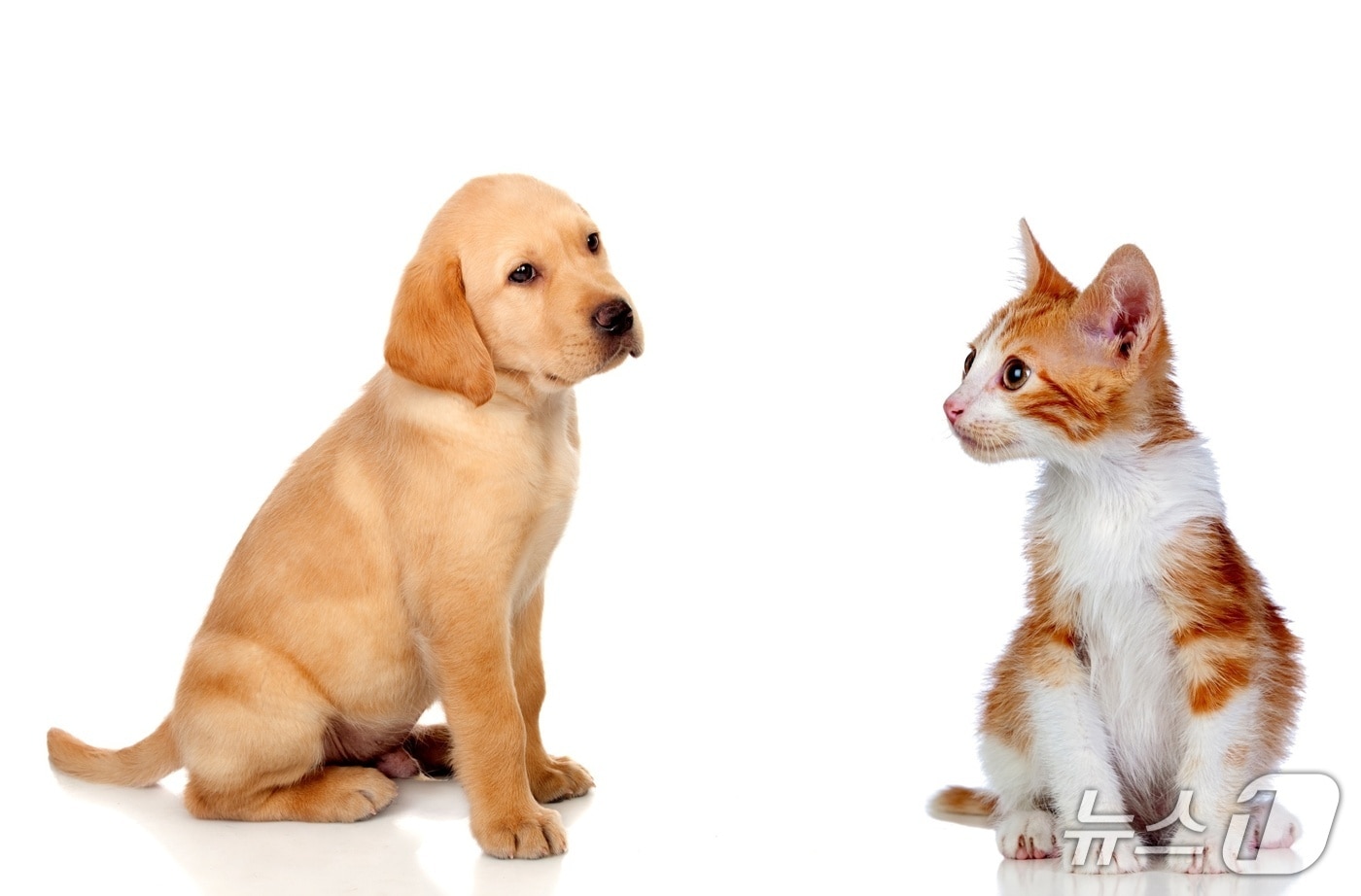강아지와 고양이(사진 이미지투데이) ⓒ 뉴스1