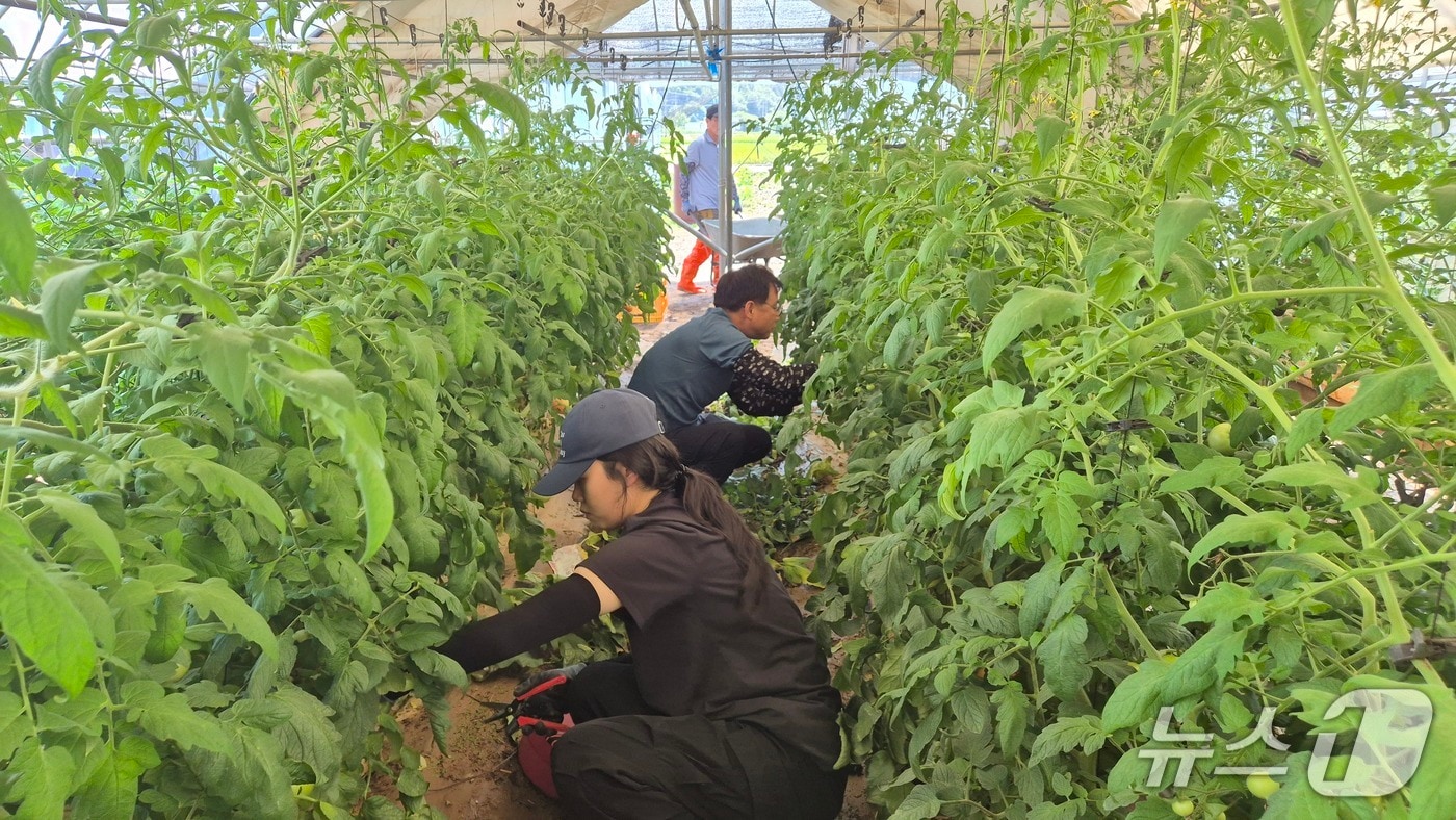 강원농업기술원, 경기 북면 제령리 토마토 농가 현장지원 활동.(도농업기술원 제공, 재판매 및 DB금지)