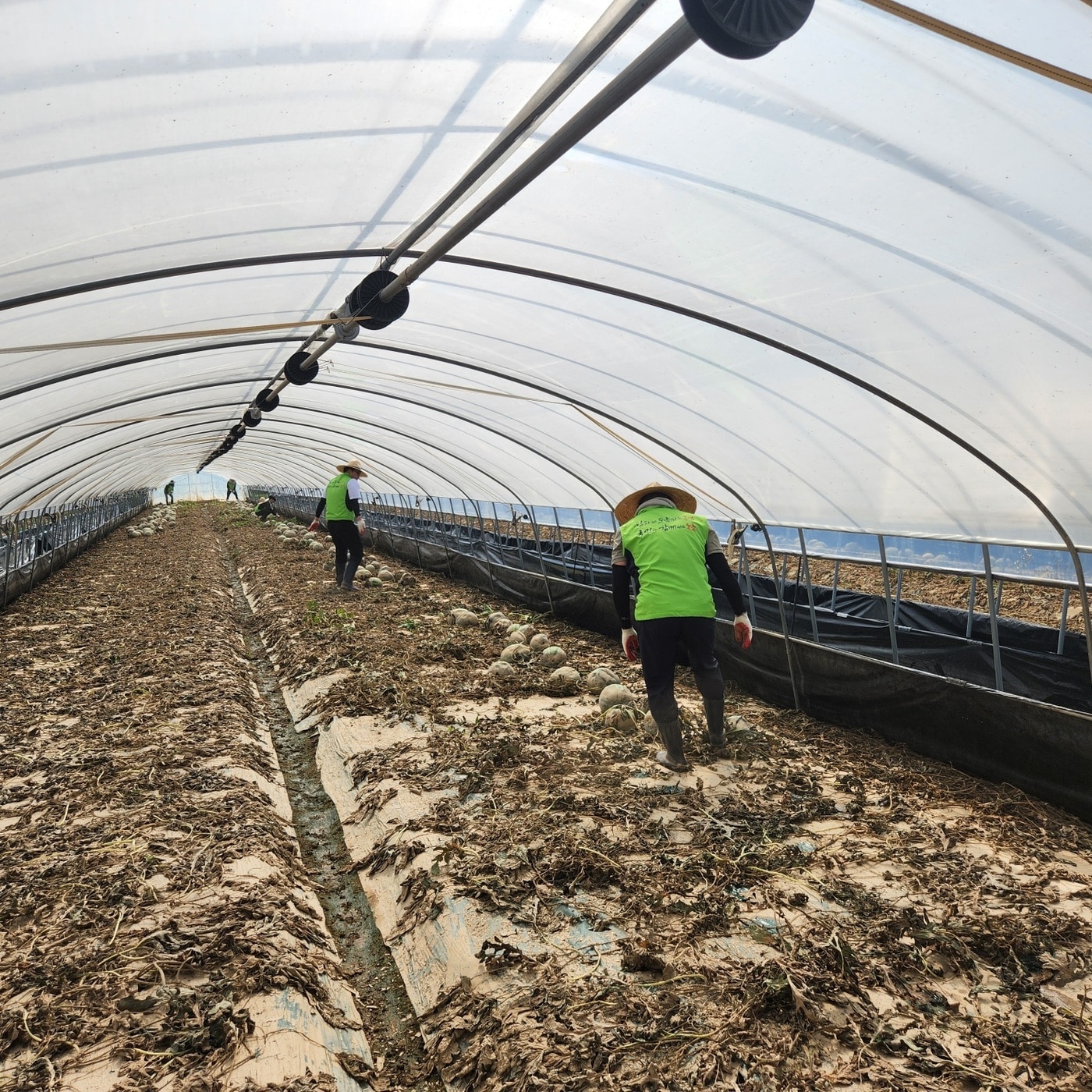 농림축산식품부 직원들이 23일 충남 부여군에서 집중호우 피해 농가 복구 작업을 돕고 있다.&#40;농림축산식품부 제공&#41; 2025.07.23 /뉴스1