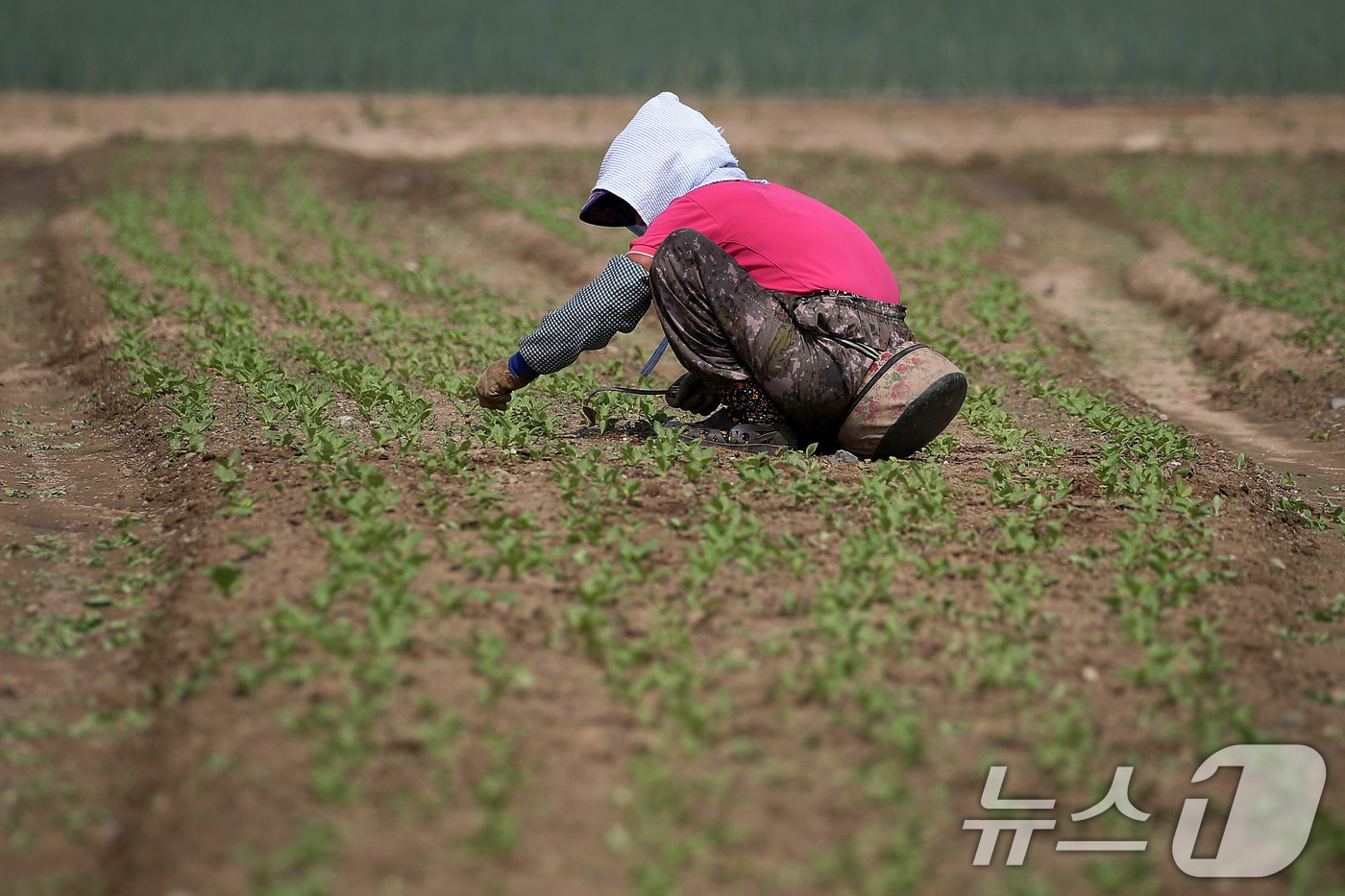 연일 폭염의 기세가 더해가는 24일 오전 대구 동구 불로동 들녘에서 한 농민이 뜨거운 햇볕 아래 홀로 쪼그려 앉아 밭일을 하고 있다. 2025.7.24/뉴스1 ⓒ News1 공정식 기자