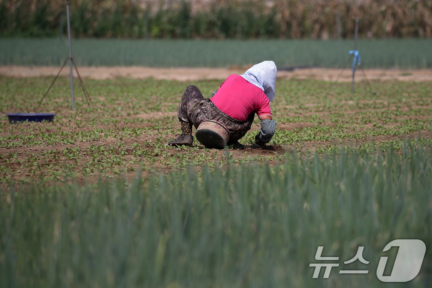 연일 폭염의 기세가 더해가는 24일 오전 대구 동구 불로동 들녘에서 한 농민이 뜨거운 햇볕 아래 홀로 쪼그려 앉아 밭일을 하고 있다. 2025.7.24/뉴스1 ⓒ News1 공정식 기자