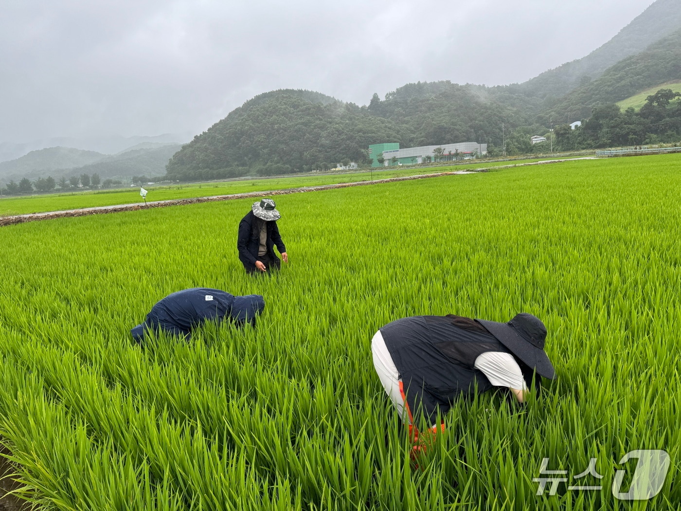 24일 전북 임실군에서 농촌진흥청, 국립농업과학원, 농업기술원 등이 병해충 예찰활동을 펼치고 있다.(임실군제공. 재판매 및 DB금지)2025.7.24/뉴스1