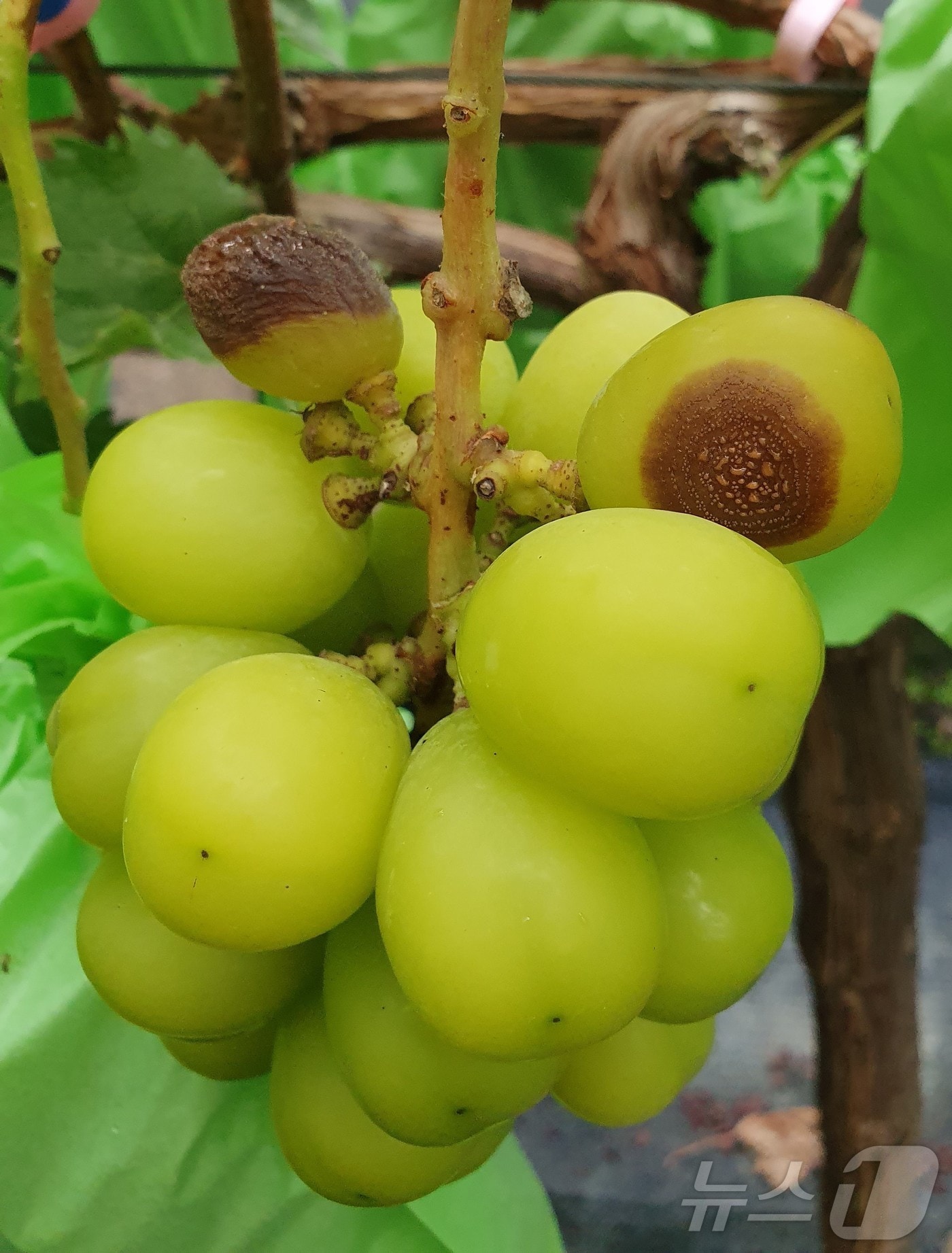 탄저병에 오염된 포도 ⓒ News1 김대벽기자