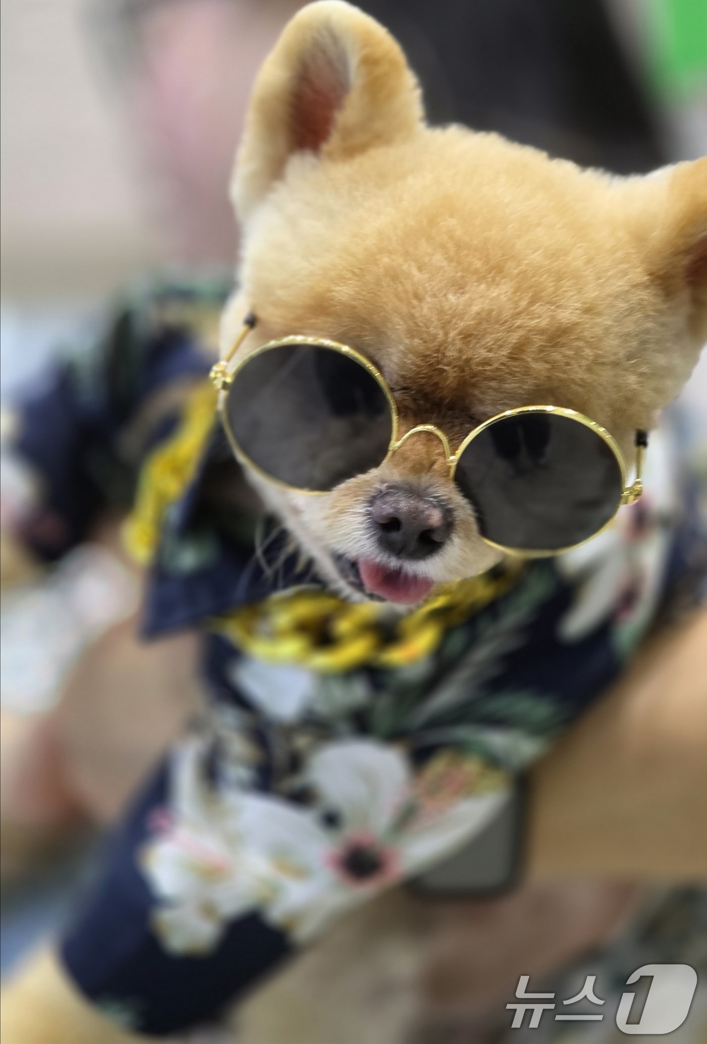 26일 구미코에서 열린 대한민국 펫캉스에서 펫션쇼 콘테스에서 1위를 한 반려견이 포즈를 잡고 있다. 펫캉스는 오는 27일까지 열린다. 2025.7.26/뉴스1 ⓒ News1 정우용 기자