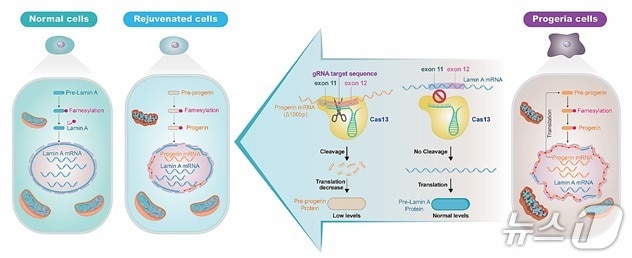 RNA 타깃 유전자치료제의 작용기전 및 기대효과 대표도(생명연 제공) /뉴스1