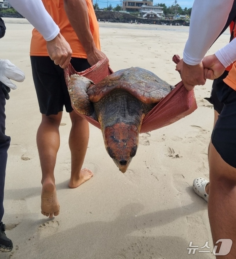 지난 27일 오후 서귀포시 표선해수욕장 해상에서 멸종위기종인 붉은바다거북이가 등을 다친채 발견됐다.(서귀포해양경찰서 제공. 재판매 및 DB 금지)
