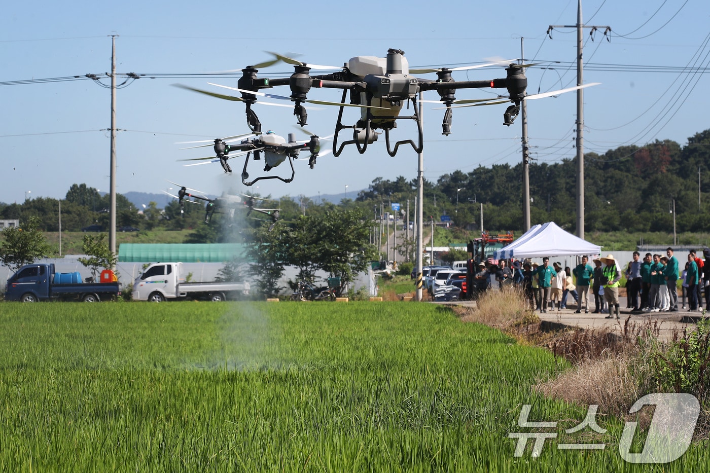 폭염이 계속된 28일 오전 대구 달성군 화원읍 설화리 논에서 드론을 활용한 무인항공방제가 진행되고 있다. 2025.7.28/뉴스1 ⓒ News1 공정식 기자