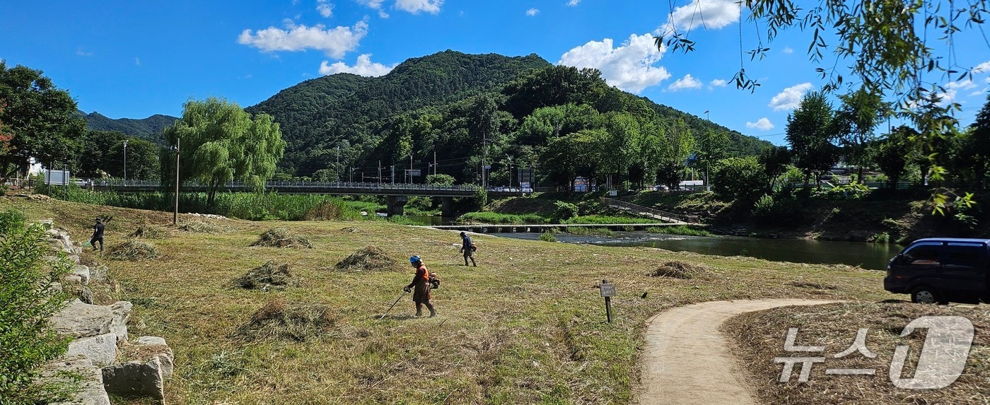 27일 전주천 한벽당 일대 수변 식생 제거 모습.(전북환경운동연합 제공. 재판매 및 DB금지)