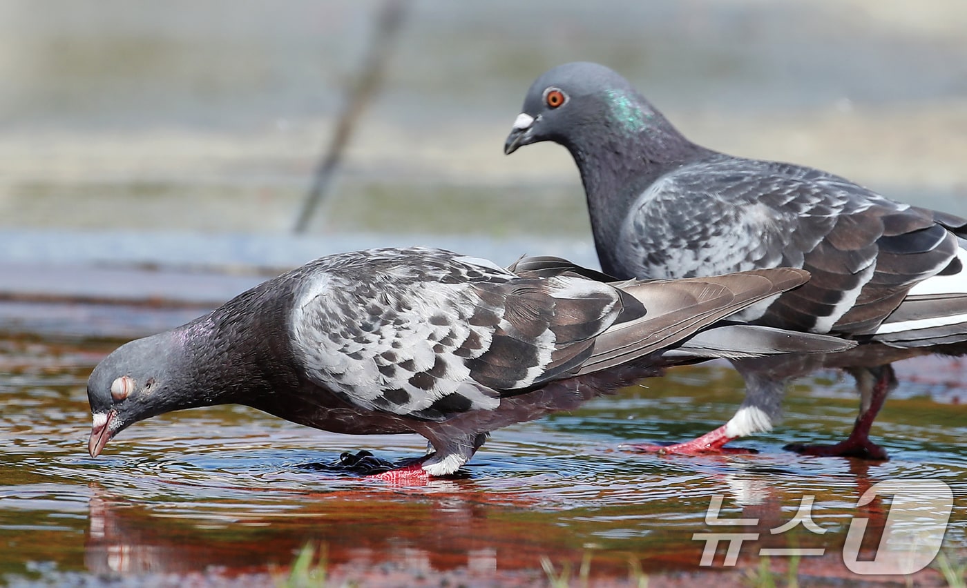 비둘기 자료사진(사진은 기사 내용과 무관함) / 뉴스1 ⓒ News1