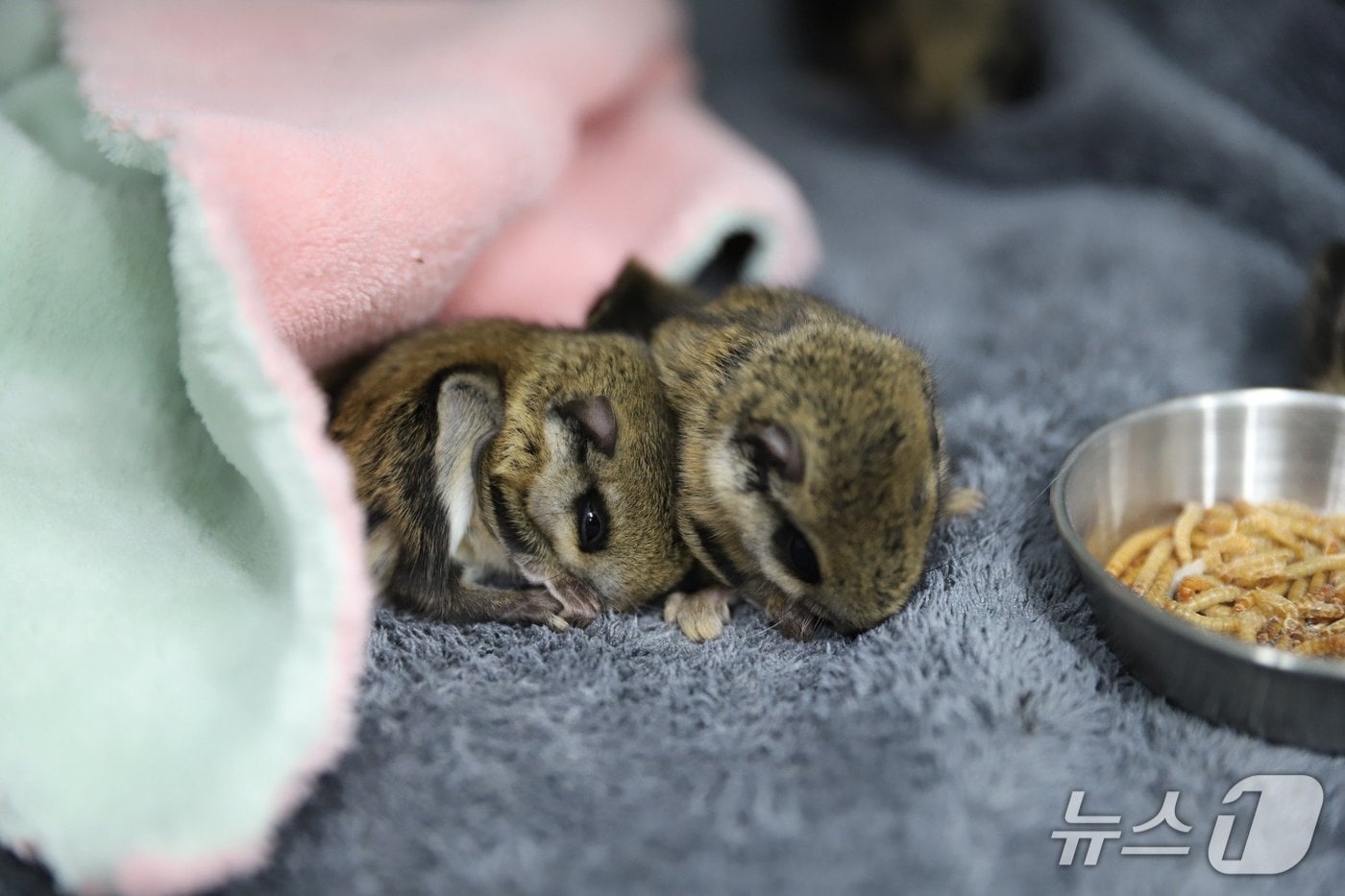 구조된 하늘다람쥐 4마리. (사진=경기도)