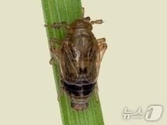 벼의 줄기에서 즙을 빨아먹어 수확량 감소와 품질 저하를 일으키는 벼멸구.(상주농업기술센터 제공, 재판매 및 DB 금지) ⓒ News1 김대벽기자